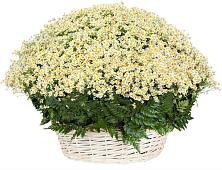 Цветочная композиция из Ромашки в корзине #REPLACE_PRED# Новокуйбышевске Самарская область